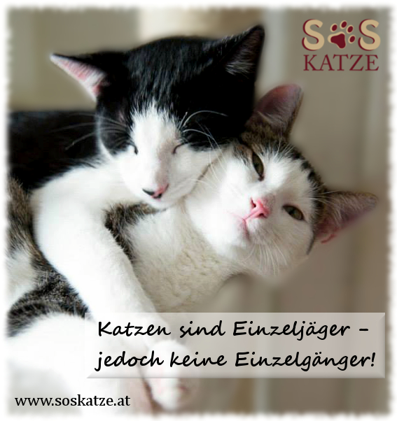 Katzen sind Einzeljäger - jedoch keine Einzelgänger!