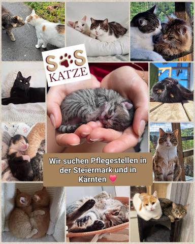 PS gesucht