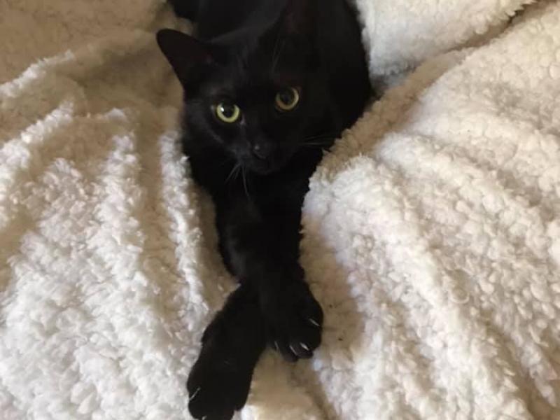 zuhause gesucht sos katze
