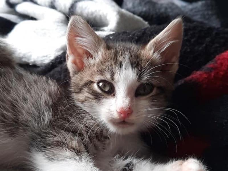 zuhause gesucht sos katze